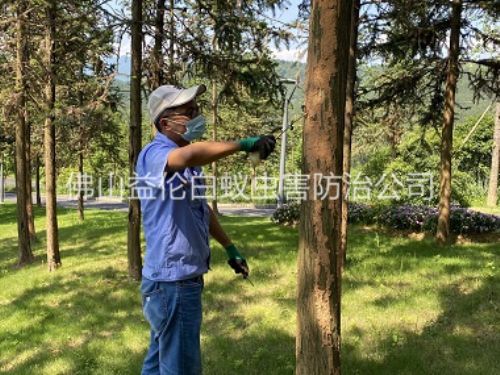南海景區(qū)樹木防治白蟻工程